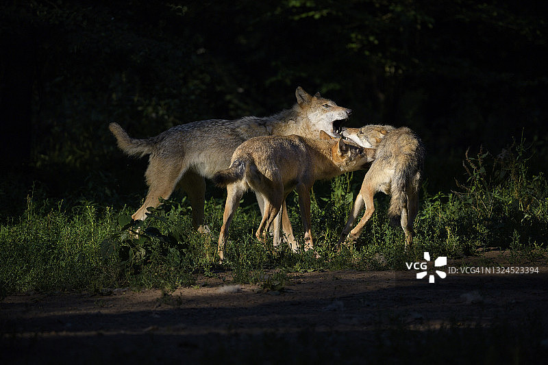 狼，狼人，夏天有三只狼图片素材