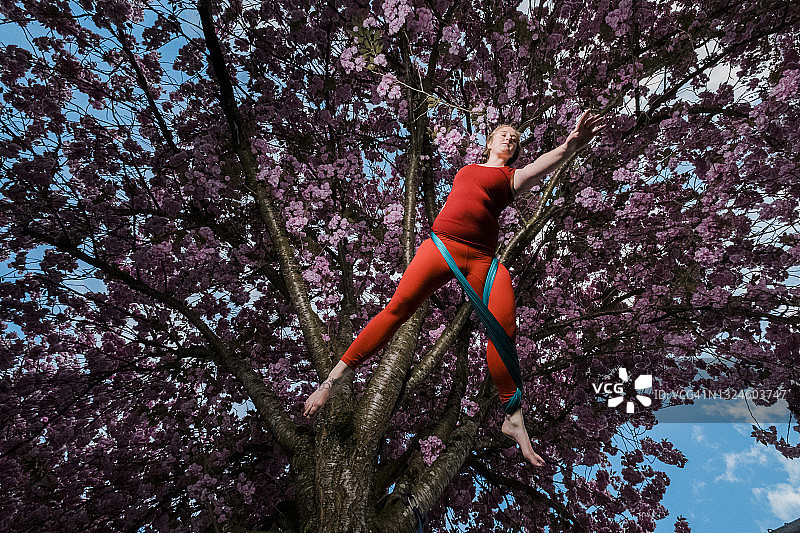 一位女高空杂技演员在一棵高大的樱花树上表演戏剧性的动作和戏法图片素材