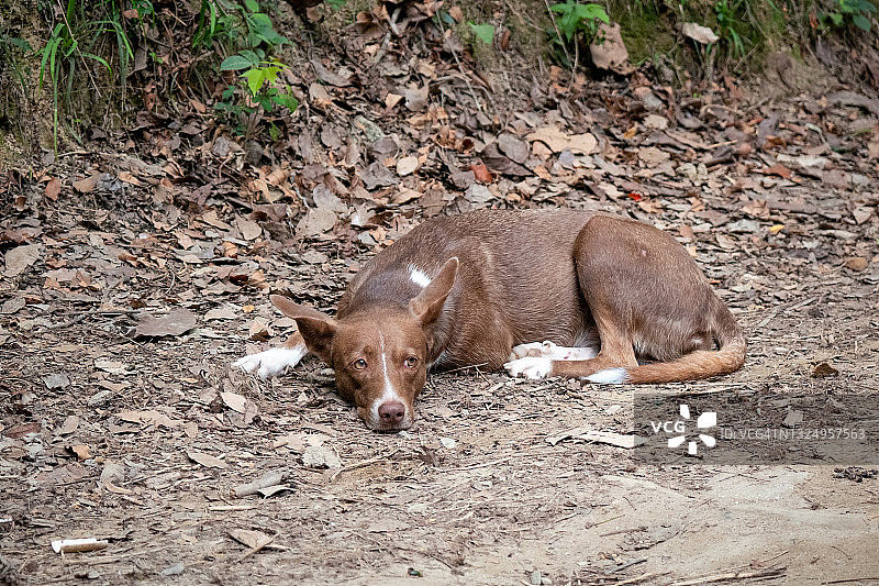 在哥伦比亚明卡躺在地上的棕色杂种狗图片素材