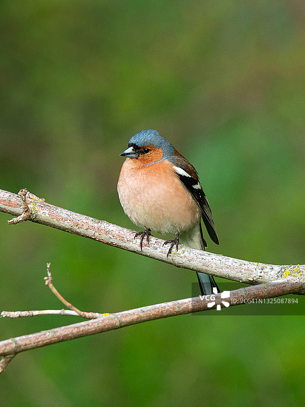 鲜艳的鸟，红色的胸部，在春天栖息在小枝上图片素材