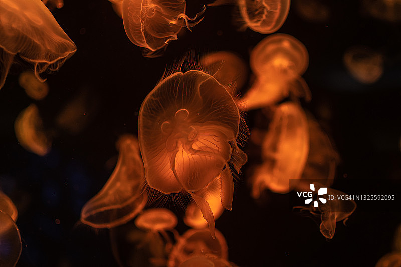 水族馆水母的特写图片素材