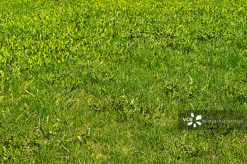 年轻清新的春天，绿草阳光自然的背景。关闭了。文本复制空间。图片素材