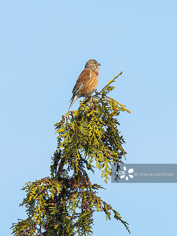 普通的红雀栖息在树顶的小枝上图片素材
