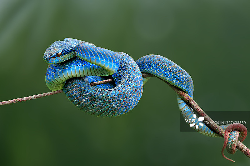 印度尼西亚，一条蓝色毒蛇在树枝上的肖像图片素材