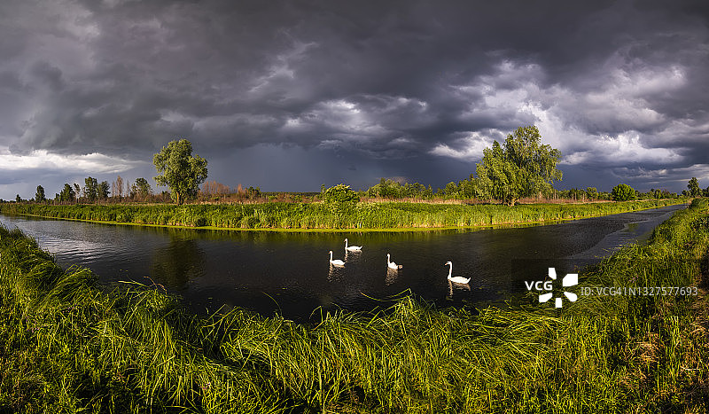 夏天雷云和天鹅在河上。夏天的雷雨图片素材