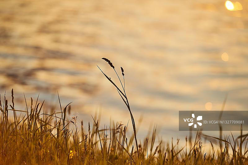 德国巴伐利亚州，日落时生长在多瑙河边的鸡脚草、果园草或猫草(鸭茅)图片素材