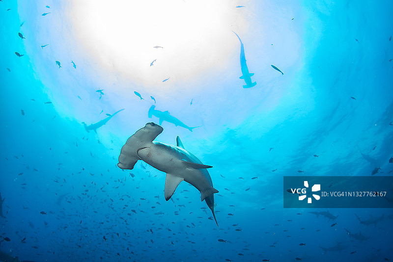 在热带水下游泳的双髻鲨(双髻鲨科)图片素材