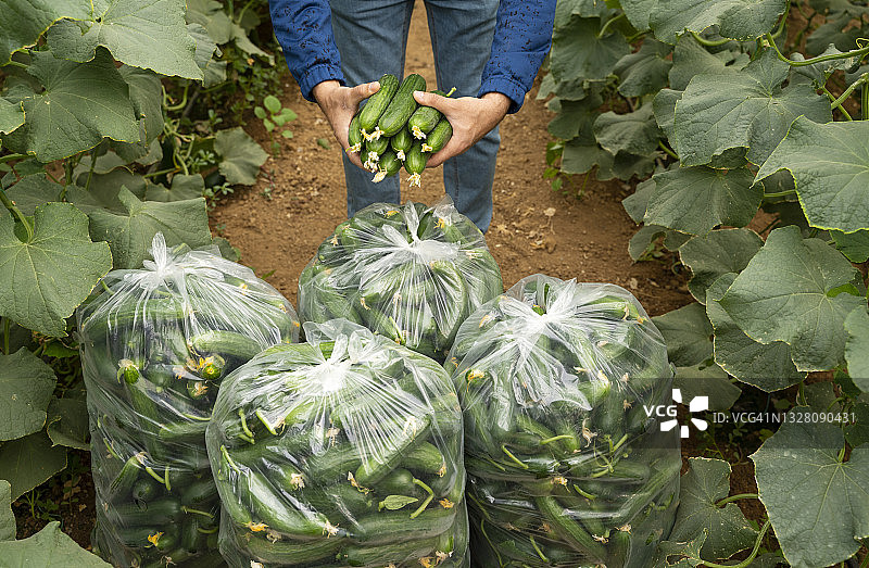 土耳其伊兹密尔，正在收集新鲜黄瓜的男农民图片素材
