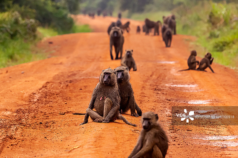 狒狒群在野外的土路上图片素材