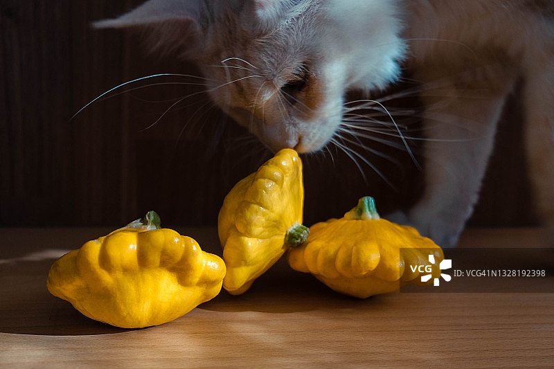 木桌上放着熟透的黄色南瓜，背景是一只白猫图片素材