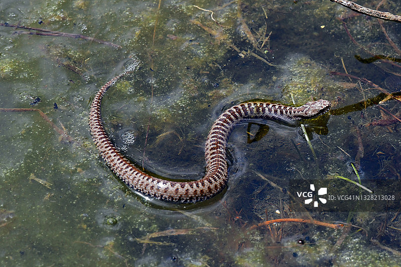 蝰蛇-蝮蛇图片素材