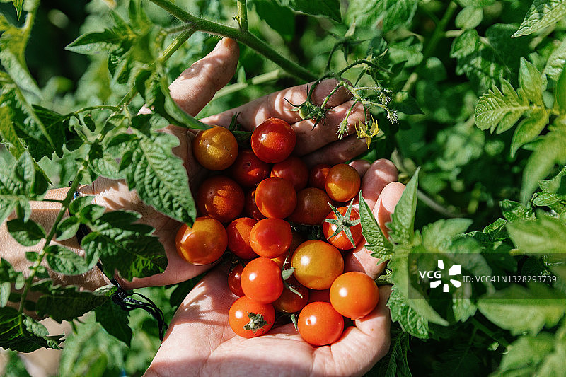 一个女人的手握有机樱桃番茄在植物中的特写。图片素材