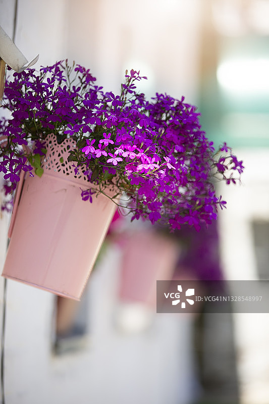 紫色的半边莲花在一个花盆在一个较轻的背景。图片素材