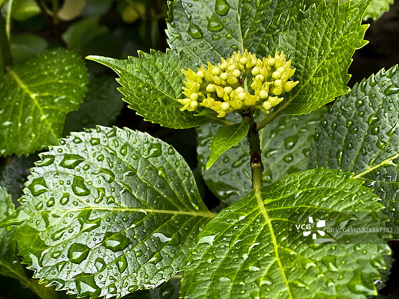 绿色的绣球芽和叶子与新鲜的雨滴图片素材