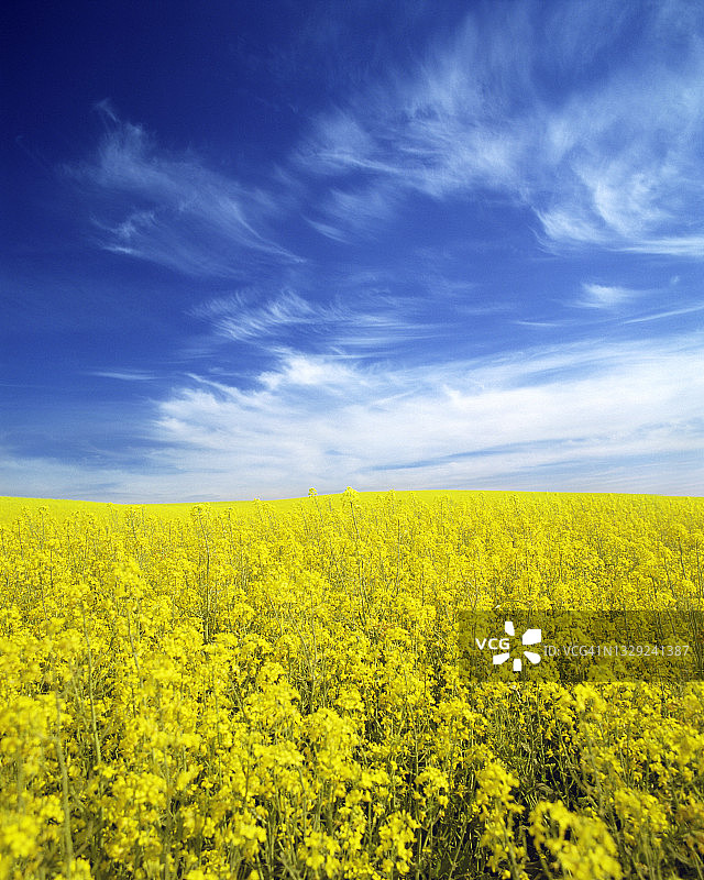 华盛顿帕卢斯金黄色的油菜籽田上，湛蓝的天空图片素材