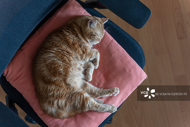 一只可爱的红猫在椅子上睡觉。图片素材