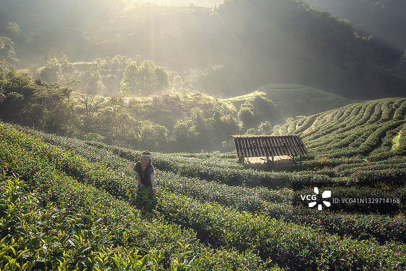 亚洲女农民在茶园观赏茶叶图片素材