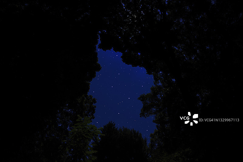 透过天然的树架仰望着许多闪亮的星星图片素材