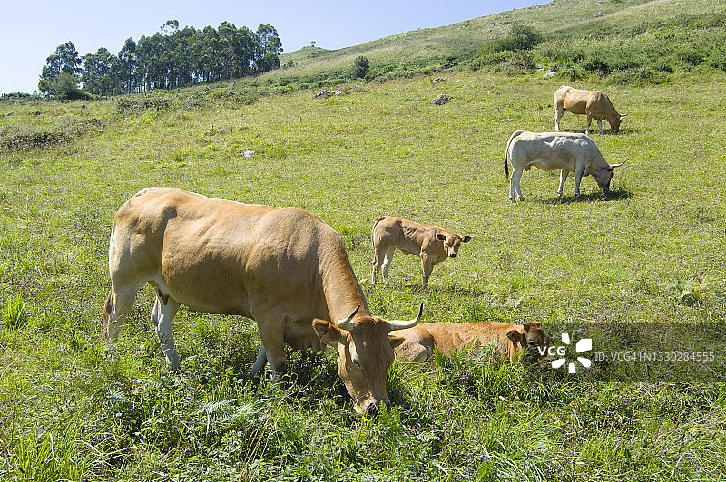 在坎塔布里亚山上吃草的牛图片素材