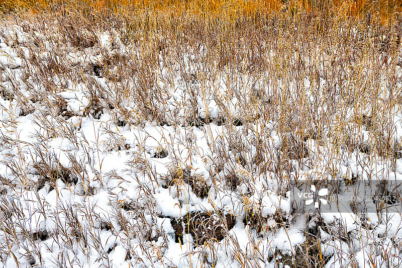 科罗拉多州阿斯彭的栗色铃铛地区，落基山脉，在山谷的草地上，冬雪在深秋冻结后的干草特写图片素材