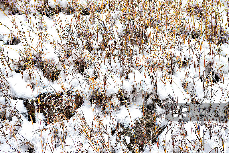 在科罗拉多州阿斯彭的栗色铃铛森林地区，落基山脉与干草的特写在冬季雪冻结后在深秋的山谷草地图片素材