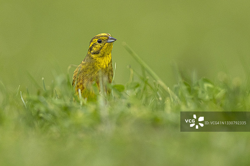 金翼啄木鸟在草原图片素材