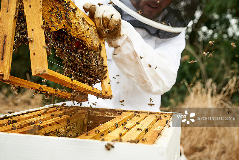 一名男子在农场用蜂巢框架工作图片素材