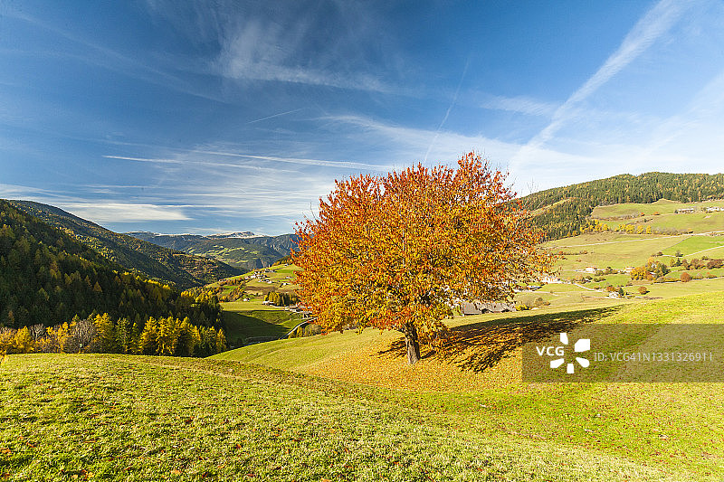 秋天的樱桃树，富内斯，博尔扎诺省，特伦蒂诺Alto Adige，意大利图片素材