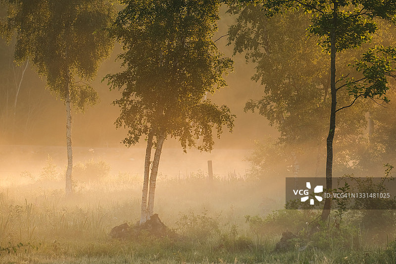 清晨的阳光照在绿树成荫的牧场上，一个雾蒙蒙的夏日黎明图片素材