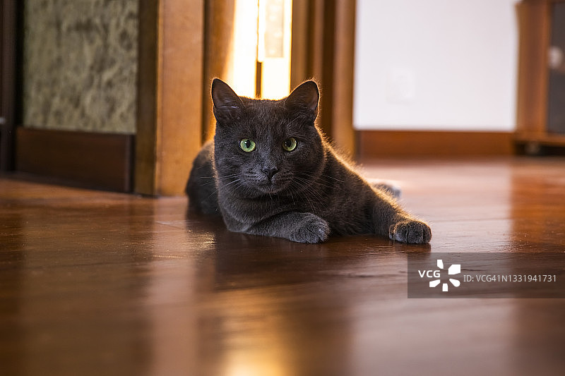 一只漂亮的灰猫躺在地板上看着相机图片素材