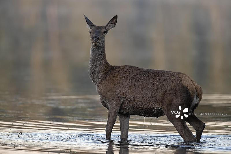 马鹿(Cervus elaphus)站在水里的母鹿，眼神交流，德国，萨克森，卢萨蒂亚图片素材