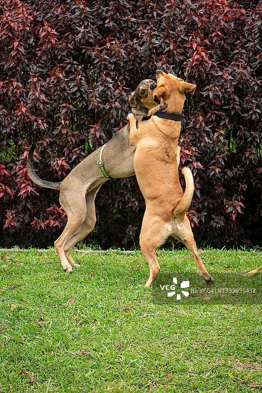 哥伦比亚麦德林的公园里，两只杂种狗互相咬着图片素材
