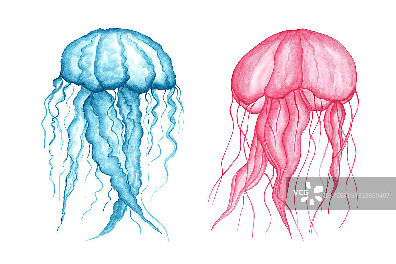 蓝色和粉红色透明水母孤立在白色的背景。水彩插图。长有长触角的海洋动物。图片素材