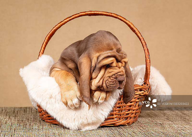 昏昏欲睡的棕色猎犬小狗躺在米色毛皮地毯上，躺在柳条篮子里图片素材