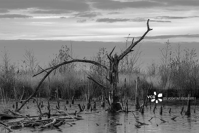 金施泰特荒原，枯木，初霜，德国下萨克森州图片素材