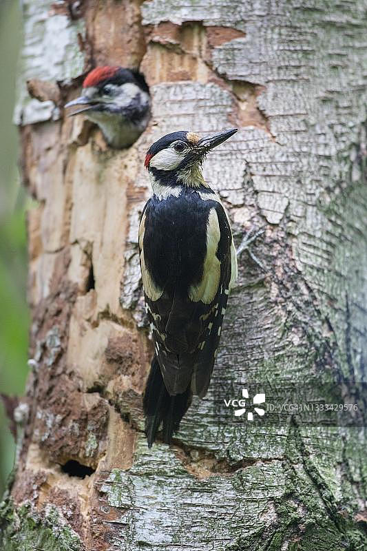 德国，大斑点啄木鸟(Dendrocopos major)图片素材