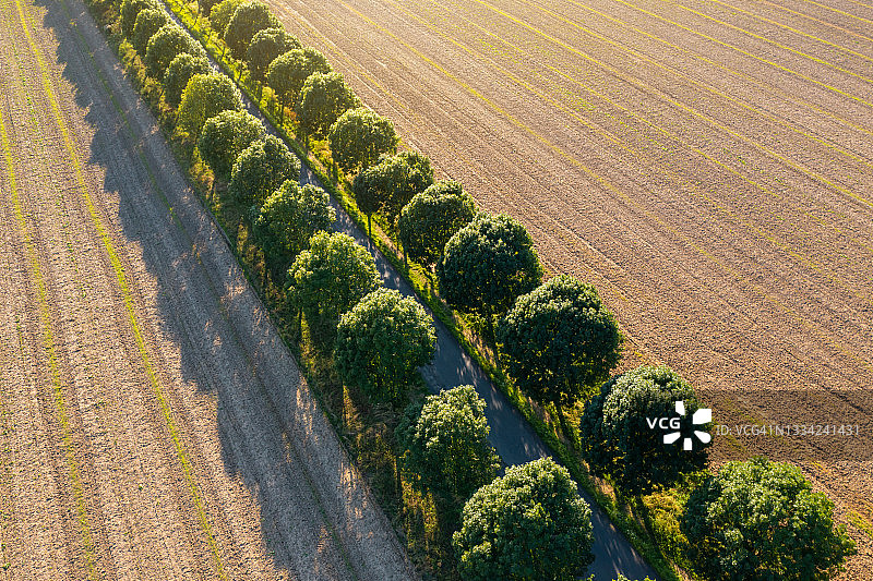 农田里绿树成荫的道路图片素材
