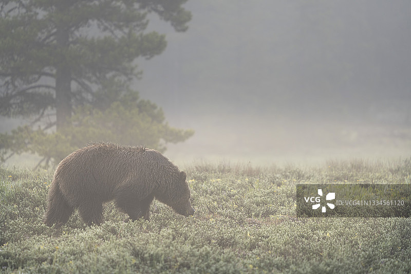 灰熊在一个雾蒙蒙的早晨图片素材