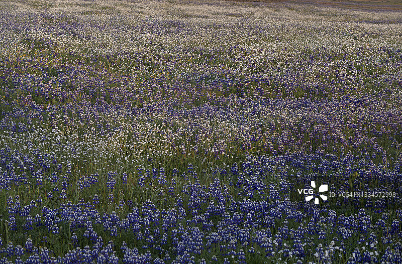 加利福尼亚北部的一片野花图片素材