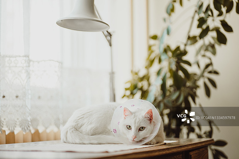 美丽的白色的猫图片素材