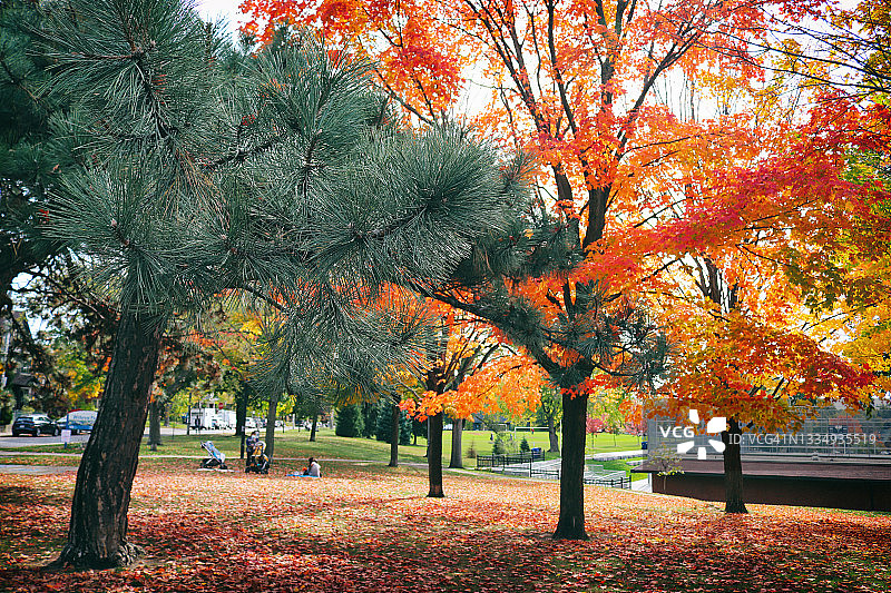 五彩缤纷的自然:公园的秋天之美图片素材
