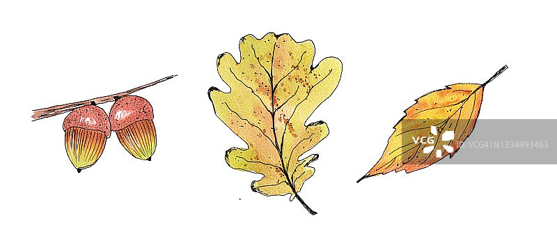 秋天的蘑菇和叶子。水彩手绘插图。孤立的,白色背景图片素材