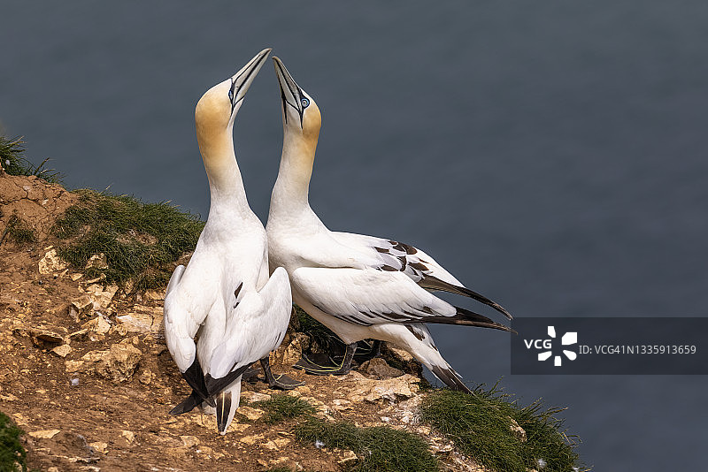 在英国约克郡海岸的本普顿悬崖上，两只北塘鹅栖息在悬崖边缘，嘴对嘴图片素材