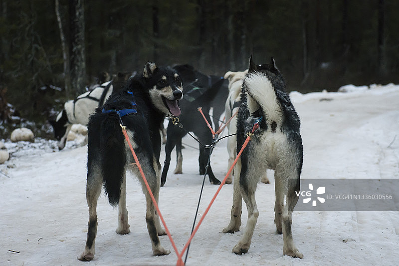 在芬兰拉普兰为狗拉雪橇而套上雪橇的哈士奇狗图片素材