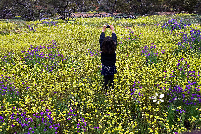 澳大利亚女孩在西澳大利亚拍摄盛开的野花图片素材