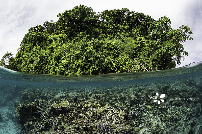 巴布亚新几内亚，金贝湾，restrif岛浅礁区。图片素材
