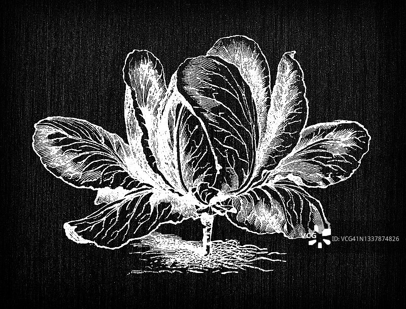 植物学蔬菜植物古董雕刻插图:大约克卷心菜图片素材