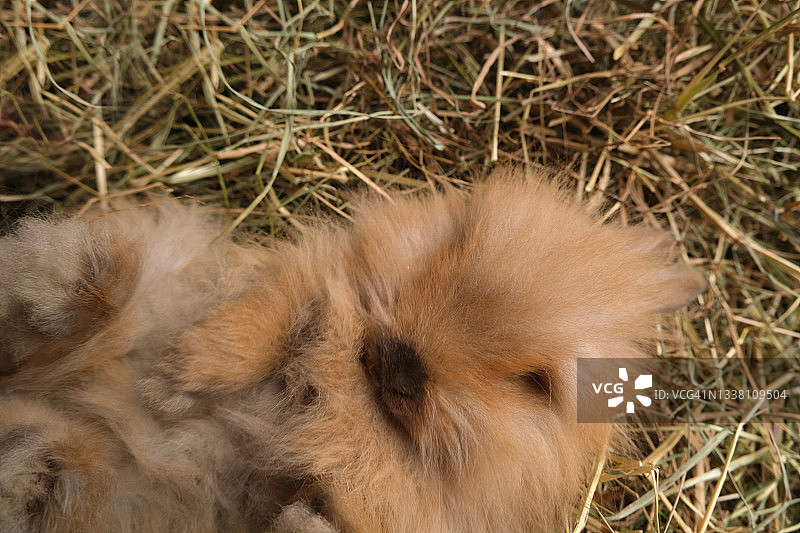 可爱的毛茸茸的姜黄色兔子，兔子。图片素材