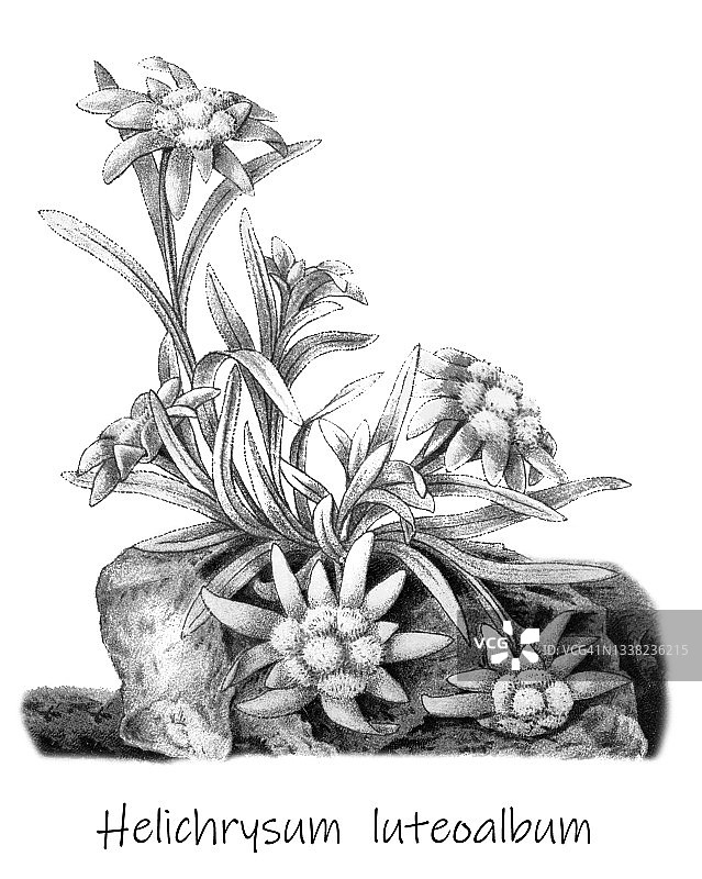 鼠曲草的古老雕刻插图(Gnaphalium luteoalbum，蜡菊)图片素材