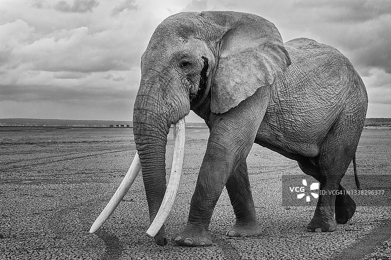在肯尼亚安博塞利行走的大象图片素材
